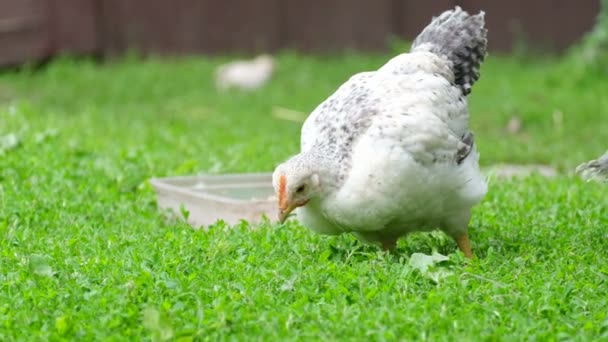 Pollo blanco alimentándose de forrajes rurales tradicionales. — Vídeos de Stock