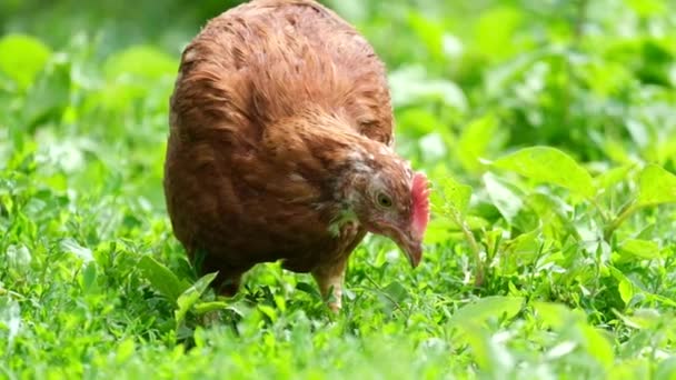 Курица ест на зеленой траве во дворе фермы. — стоковое видео