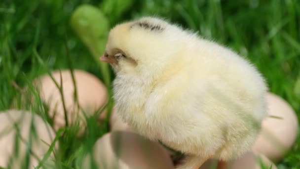 Belle petite poule jaune dort sur l'herbe verte, de nombreux œufs dans l'herbe. — Video