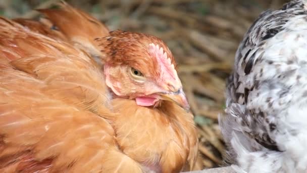 Yellow colored chicken sleeps on sgizdi with eggs — Stock Video