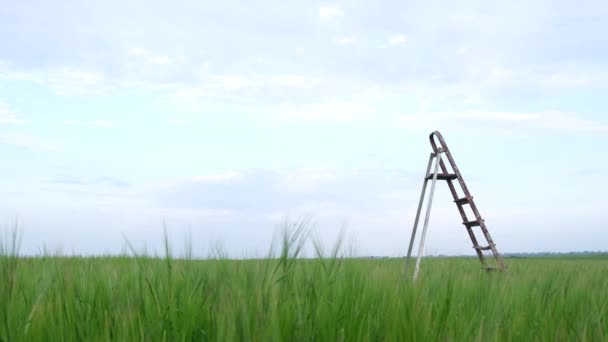 Career growth, stairs in a green field. — Stock Video