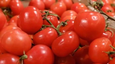 Kırmızı olgun domatesler, yakın çekim video. Domates arkaplanı.