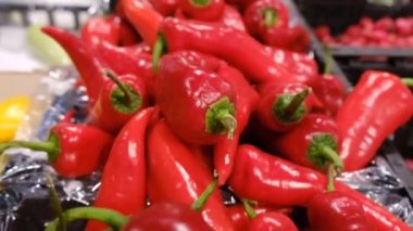 Bulgar kırmızı dolma biberi yakın çekim. Satılık kırmızı biber hasatı.