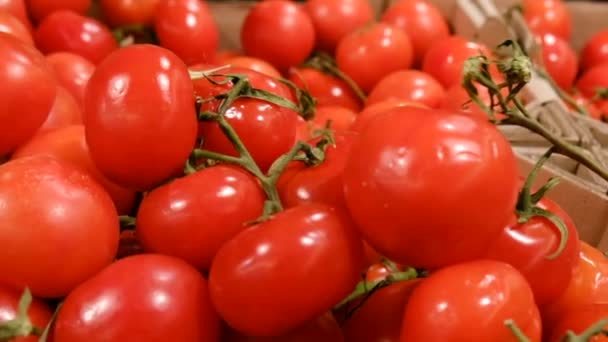 Урожай помідорів на підставці овочевого ринку — стокове відео