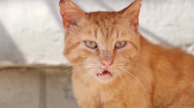 Yüzünde isilik olan hasta kırmızı bir kedi. Yaşlı bir hayvan.. 