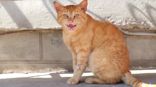 Een zieke rode kat miauwt om hulp. Het dier heeft behandeling nodig. — Stockvideo