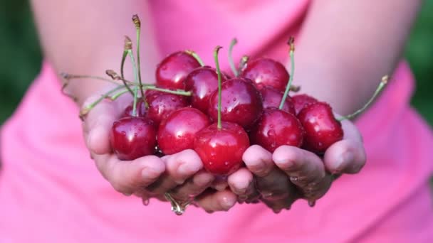 Red cherries in the hands of a woman. — Stock Video