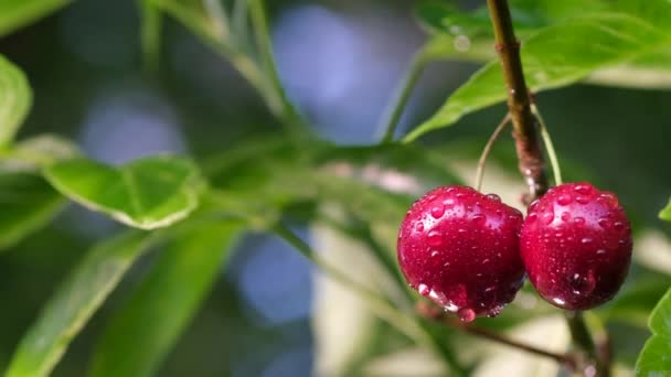 Las cerezas rojas crecen en un árbol. Frutas frescas de un árbol frutal. — Vídeos de Stock