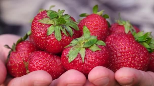 Big red ripe strawberry in the hands of a farmer — Stock Video