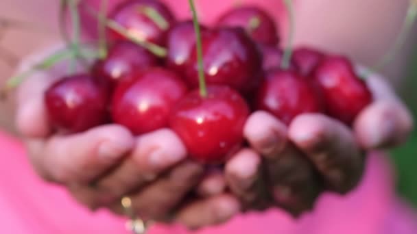 Gran cereza roja madura en manos de un granjero. Vitamina C en bayas de cereza — Vídeo de stock