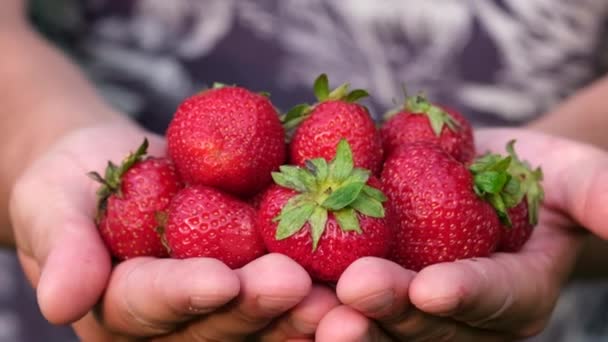 Una fresa grande en manos de un granjero. Bayas orgánicas de un jardín rural. — Vídeos de Stock