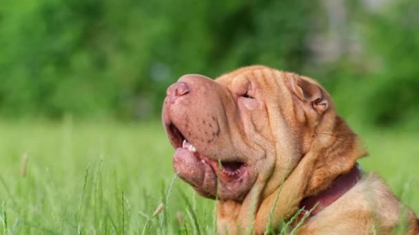 Portrait of a shar pei dog on a green background. — Stock Video