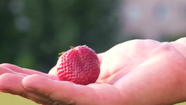 Aardbeien in een mensenhand. Grote aardbei op een boerenpalm. — Stockvideo