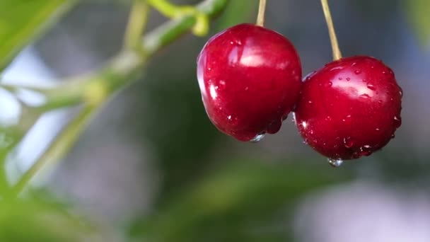 Красные спелые вишни на ветке вишни. Выращивание органических продуктов — стоковое видео