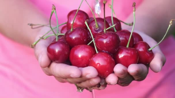 Sweet cherries in a womans hands are washed under running water. — Stock Video