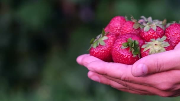 Demonstration reifer Erdbeeren in Zeitlupe — Stockvideo