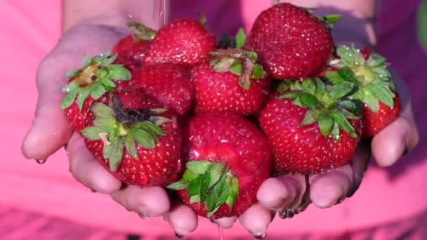Frau pflückte eine große rote Erdbeere aus dem Garten und wusch sie mit Wasser — Stockvideo