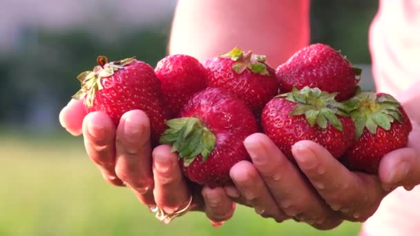 Žena vytáhla velké červené jahody ze zahrady. — Stock video