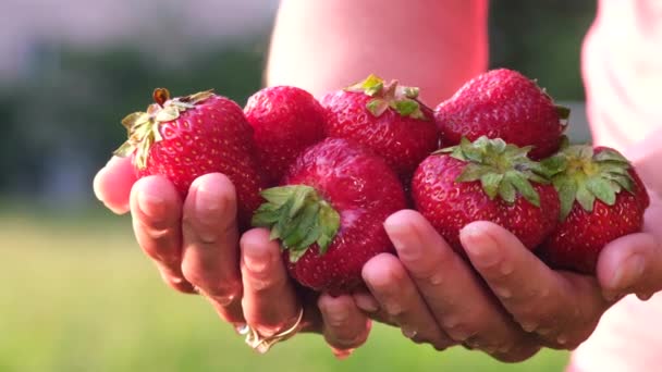 Una donna strappato grandi fragole rosse dal giardino. — Video Stock