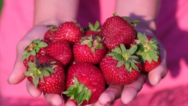 Γυναίκα αγρότης εκμετάλλευση κόκκινα μεγάλα μούρα φράουλα. — Αρχείο Βίντεο