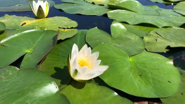 Bílé lilie v jezeře mezi zelenými listy. — Stock video
