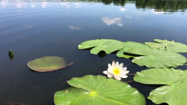Vit lotus blommor vatten lilja bland gröna blad av vatten i en damm. — Stockvideo