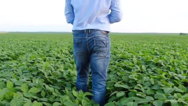 Un joven agrónomo estudia plantas en un campo y usa una tableta. — Vídeo de stock