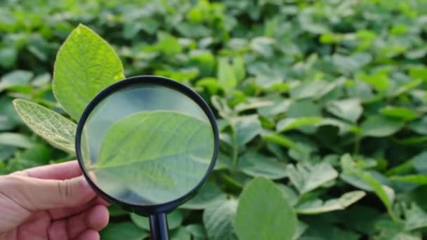 Un joven agrónomo estudia las plantas en el campo y las mira a través de una lupa. — Vídeo de stock