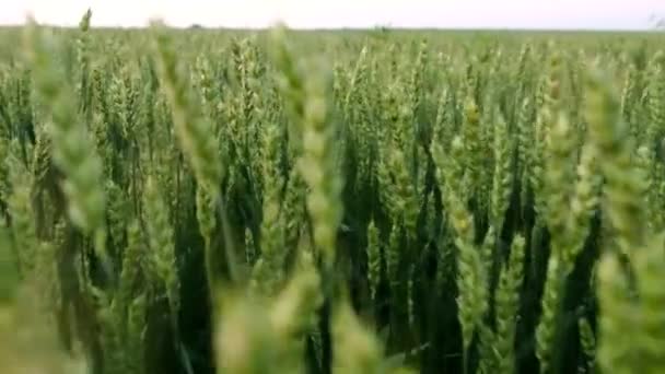 若い緑の小麦畑でのカメラの動き、若い収穫のレビュー. — ストック動画