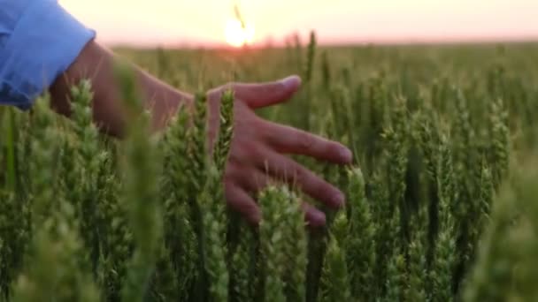Bir çiftçi eli yeşil bir buğday kulağının üzerinden geçer. — Stok video