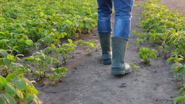 畑の上を歩く農家の靴スローモーション. — ストック動画
