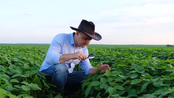Um jovem agrônomo estuda as plantas no campo e olha para elas através de uma lupa. — Vídeo de Stock