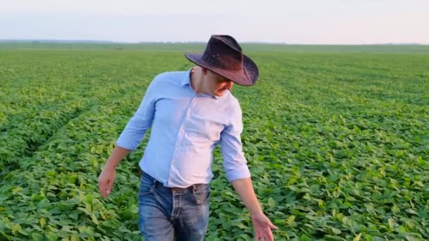 Egy agronómus tanulmányozza hüvelyesek a vidéki területeken — Stock videók