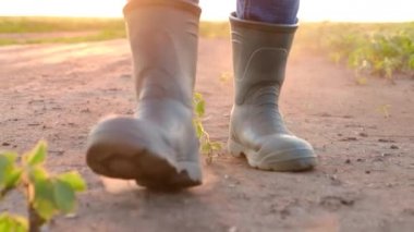 Çiftçi güneş ışınlarının altında tarlada yürür ve genç ekinleri inceler..