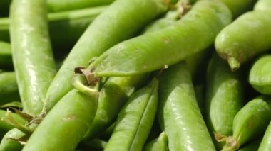 Taze yeşil benekli kapsüller yakın dönüş. Hareket döngüsü.