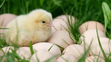 Küçük sarı tavuk yeşil çimenlerde uyur, bir sürü yumurta çimenlerde..