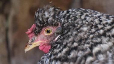 Kameraya bakarak benekli tavuğa yaklaş..