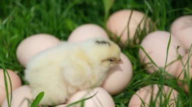 Yeni doğmuş sarı bir tavuk çok fazla tavuk yumurtası yer..