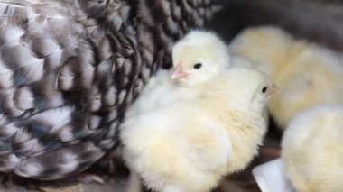 Gri tavuk küçük tavuklarla oturur.