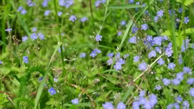 Orman çiçekleriyle dolu bir arazi. Mor küçük çiçekler