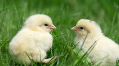 Güzel küçük tavuklar yeşil çimenlerde oturuyor ve çimenleri gagalıyorlar..