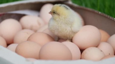 Ev yapımı sarı tavuk yumurtaların yanındaki yeşil çimlerin üzerinde oturuyor..