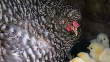 Anne tavuk ve küçük piliçler oturur ve onları ısıtır.. 