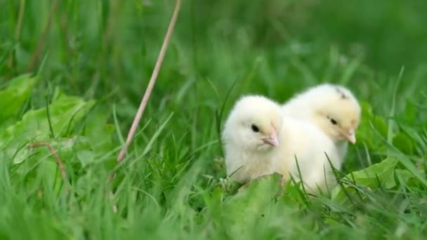 Dos polluelos amarillos recién nacidos sentados en un césped verde. — Vídeos de Stock