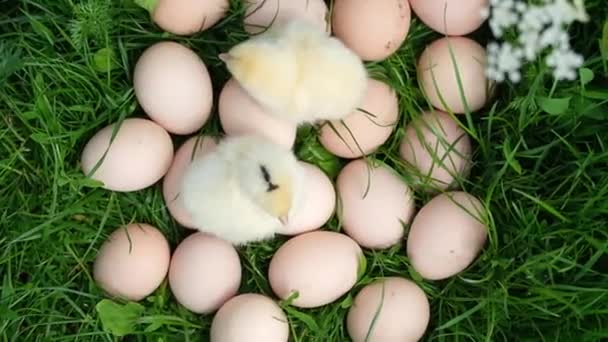 Petits poulets jaunes faits maison assis sur l'herbe verte près des œufs. — Video