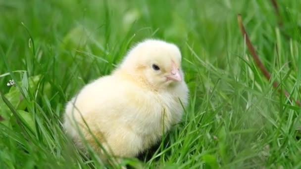 Um pouco de frango amarelo senta-se num relvado verde. — Vídeo de Stock