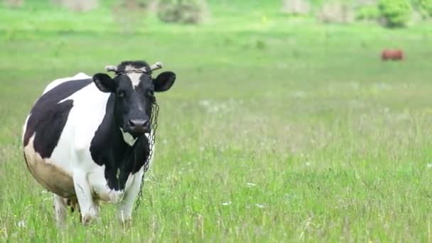 Černá a bílá kráva pasoucí se na zelené louce na venkově. — Stock video