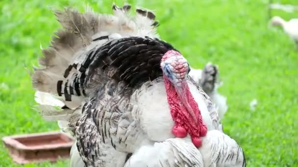 Big Turkey walks around the yard, farm. — Stock Video