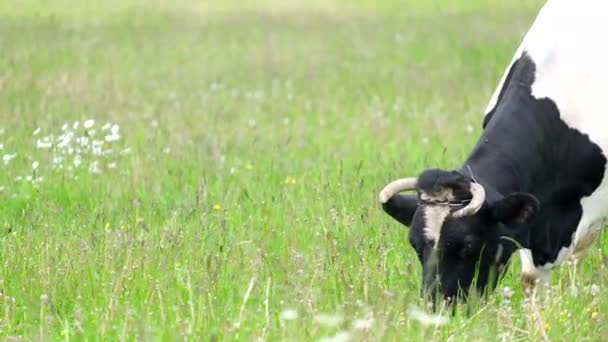 Vaca lechera blanca y negra come hierba verde y flores silvestres en el prado. — Vídeos de Stock