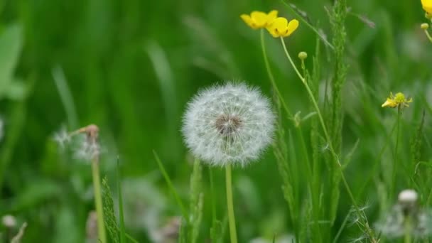 Flor de diente de león florecido crece de la hierba. — Vídeos de Stock